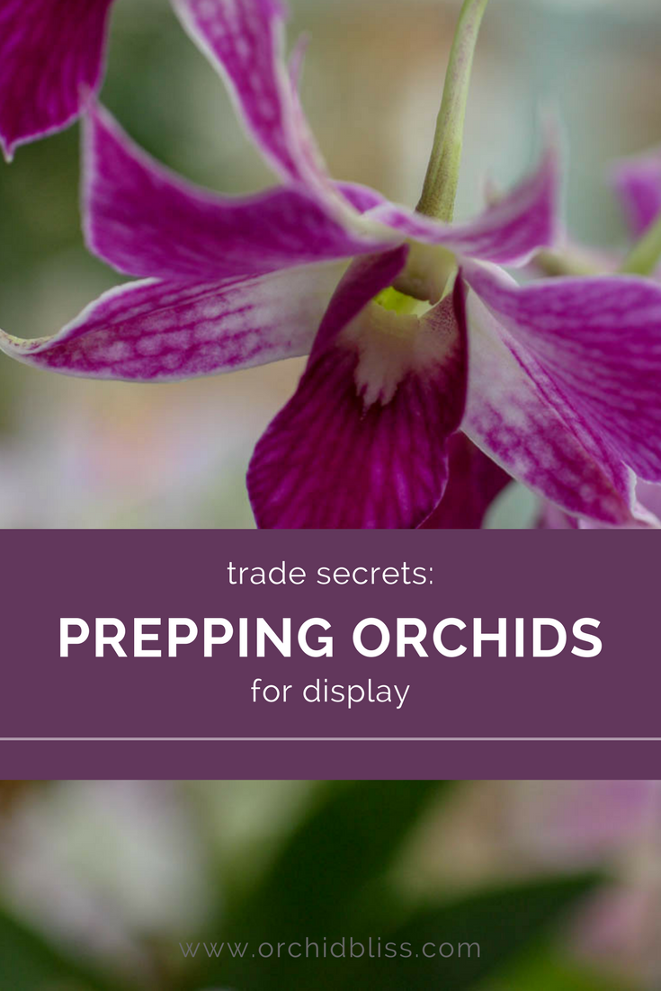 Prepping Orchids For Display