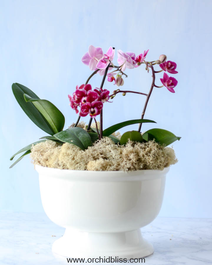 3+ Orchids 1 Pot: How to Use Multiple Orchids in a Single Pot