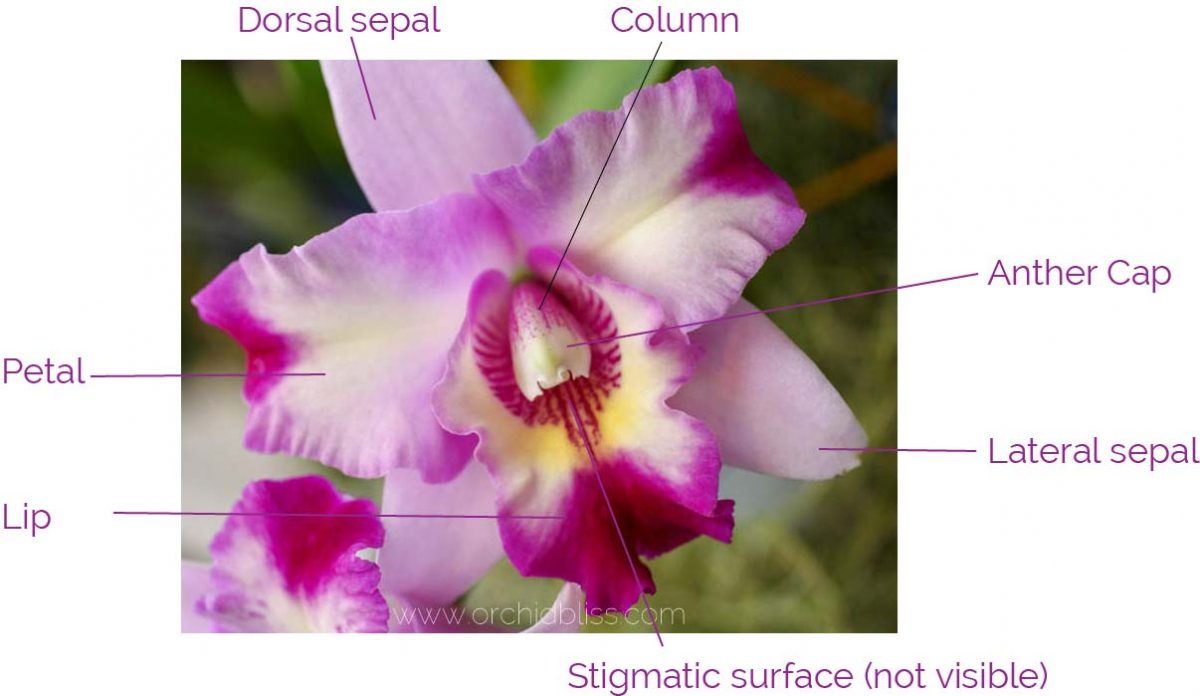 Orchid Anatomy and Terminology A Glossary of Orchid Terms