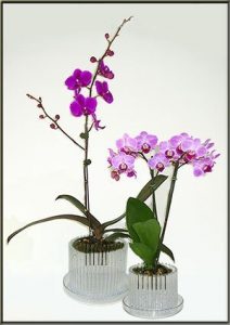 carousel orchid pot