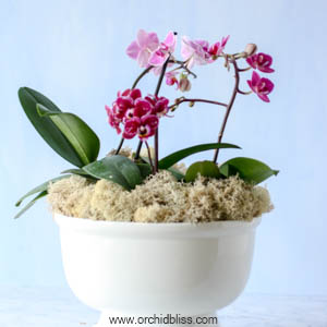 multiple orchids in one pot