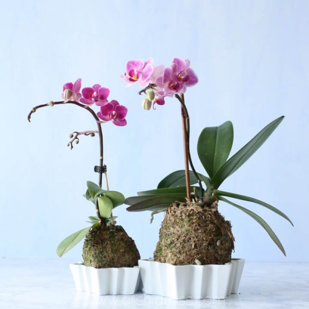 Orchid Centerpieces are long-lasting and come together in a flash.