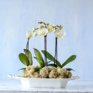 orchid centerpieces - white orchids