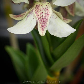 All About Potting Orchids - Orchid Bliss