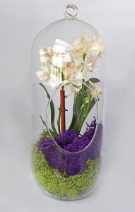Floralistic - orchid terrarium