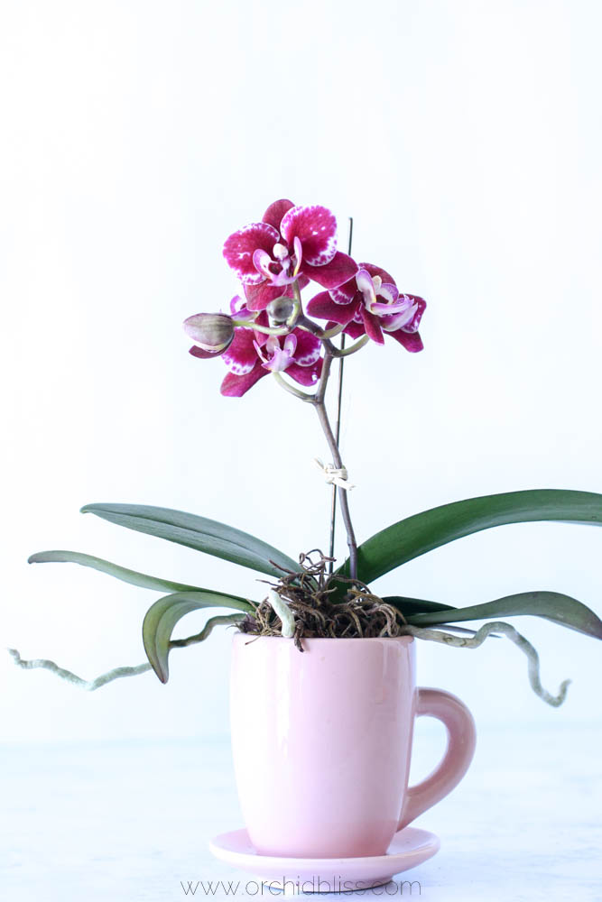 orchid display prep - air plant top dressing