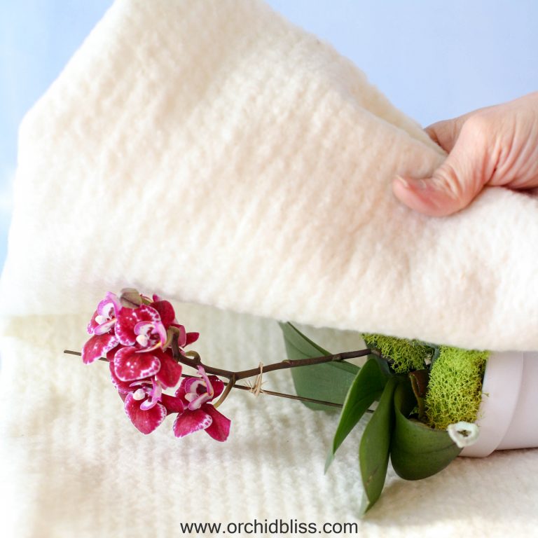 Learn How to Safely Transport Your Orchids