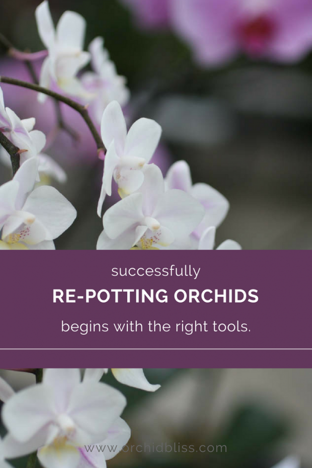 Find out which tools I use to successfully pot my orchids