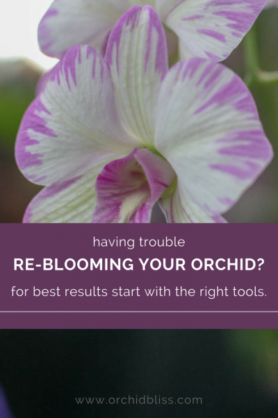 TOP TOOLS TO REBLOOM YOUR ORCHIDS - Orchid Bliss