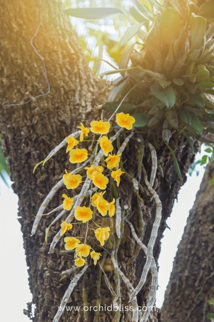 epiphyte orchid terminology