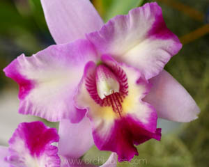 how to grow cattleya orchids