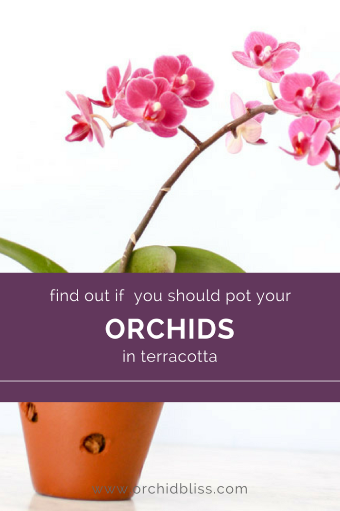 Review Terracotta Pots Should You Use Them for Potting Orchids?