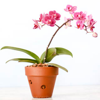 The Complete Guide to Mounted Orchids - Orchid Bliss