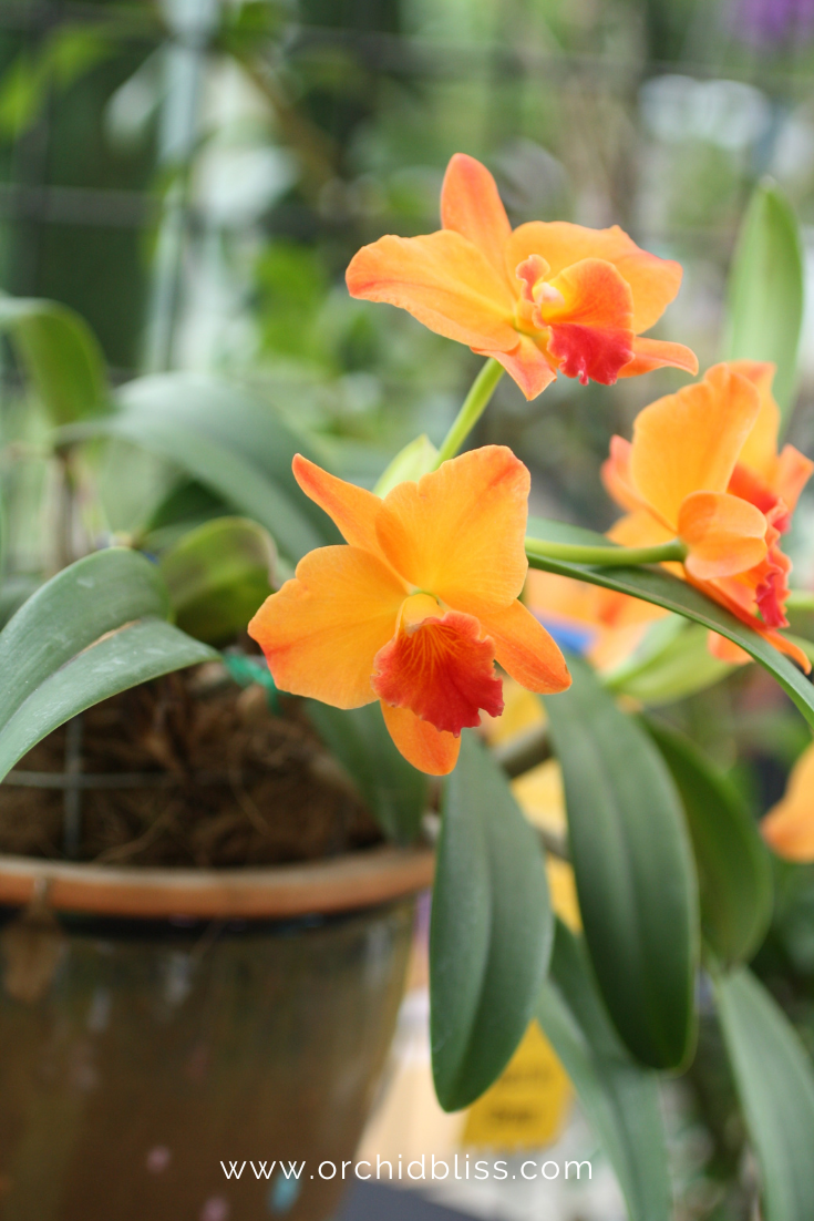 cattleya orchids thriving terracotta pots