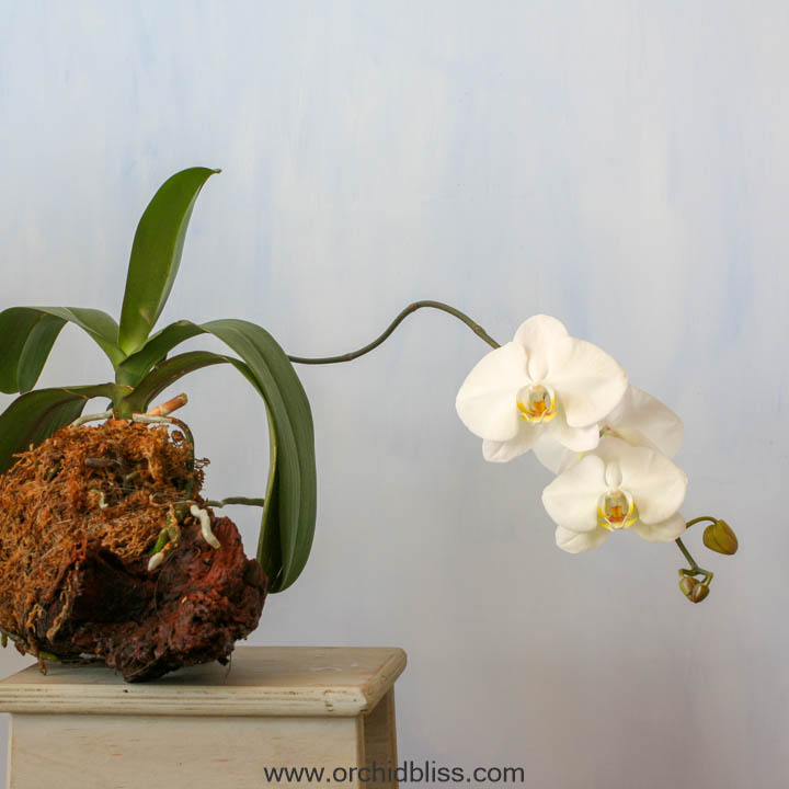 how to mount an orchid