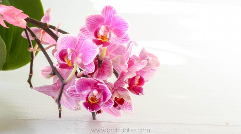 Make Back to School a Joy with Orchids - Orchid Bliss