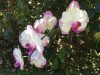 Gwenda - Phalaenopsis