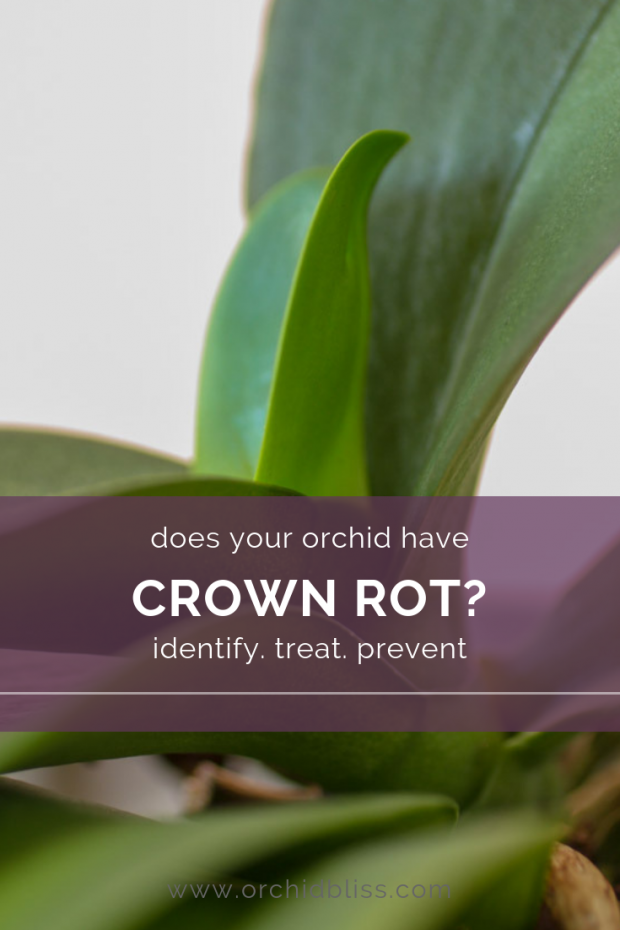 Discover how to identify treat and prevent orchid crown rot