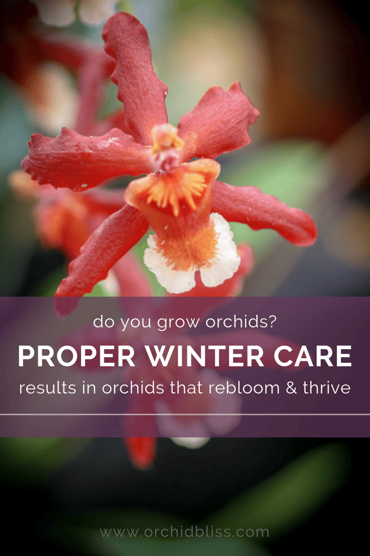 Winter Care for Orchids means healty, blooming orchids Orchid Bliss