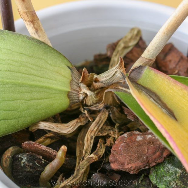 Orchid Crown Rot Treatment and Prevention Orchid Bliss