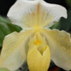 slipper orchid - wendy