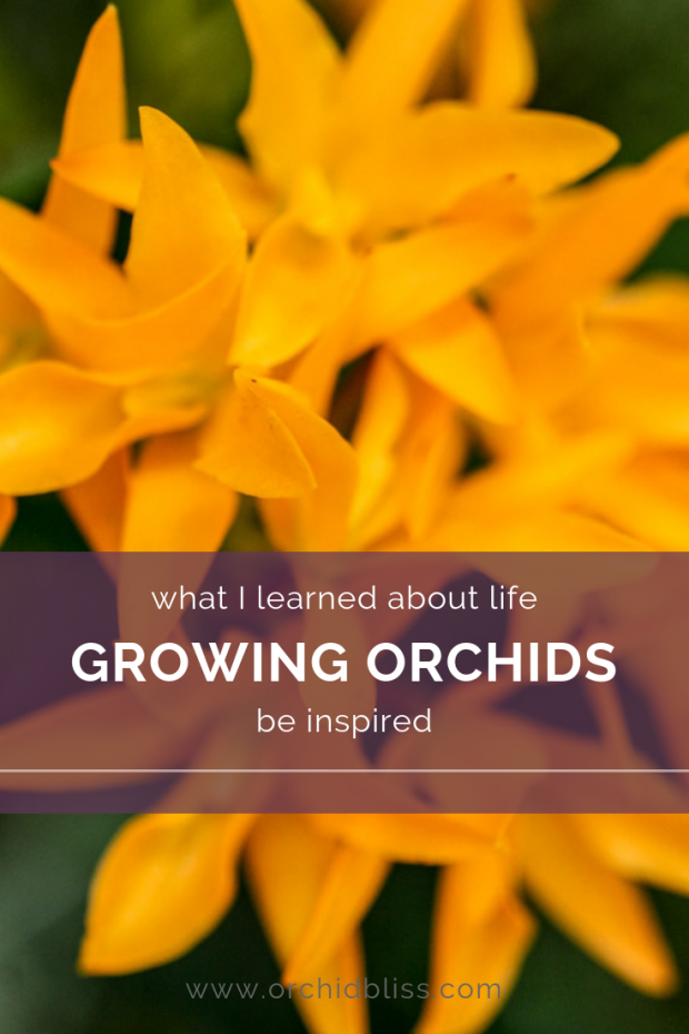 What I learned about life while growing orchids