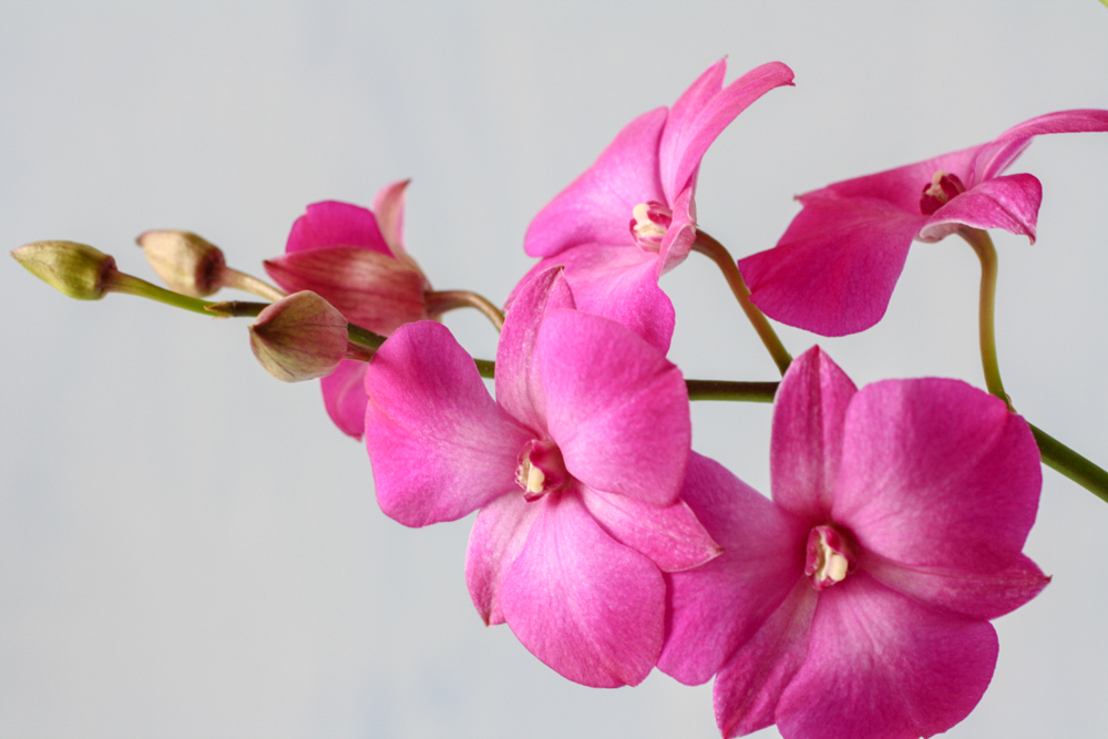 dendrobium care card pdf - orchid
