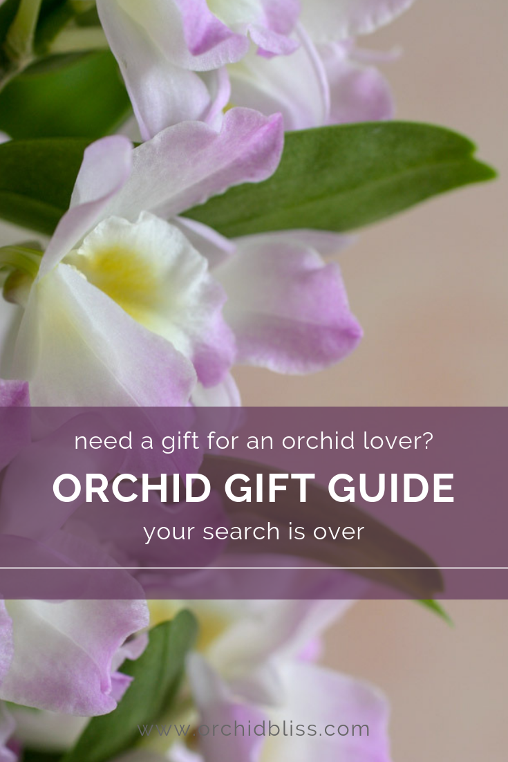 Orchid Lover's Gift Guide ORCHID THEMED GIFTS Orchid Bliss