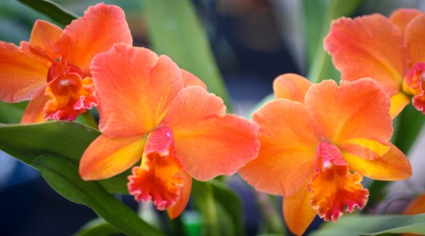 Growing Orchids - 9 Lessons Learned - Orchid Bliss