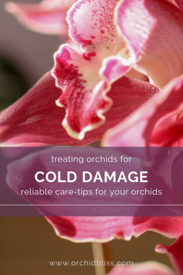 how to save orchids from cold damage