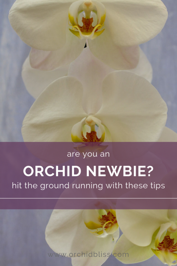 pro tips for new orchid growers