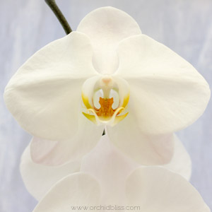 tips for newbies - orchids