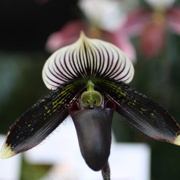 black slipper orchid - paphiopedilum