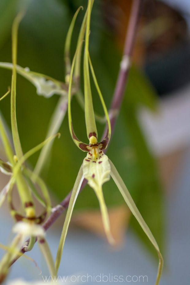 brassia - spider orchid