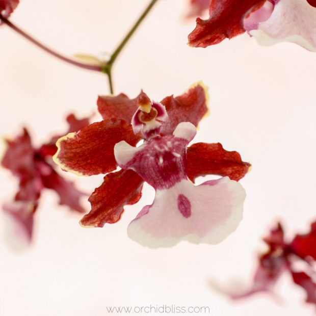 oncidium orchid - sharry baby - fragrant orchid