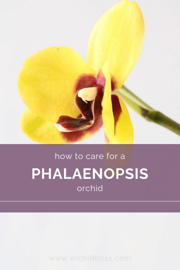 phalaneopsis orchid care
