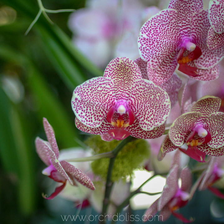 5 Lies You've Been Told About Growing Orchids - Orchid Bliss