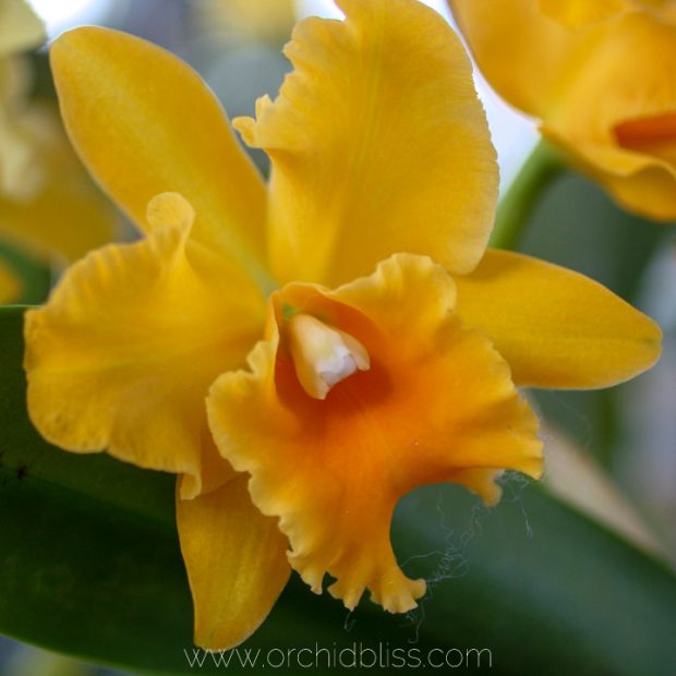 yellow cattleya orchid