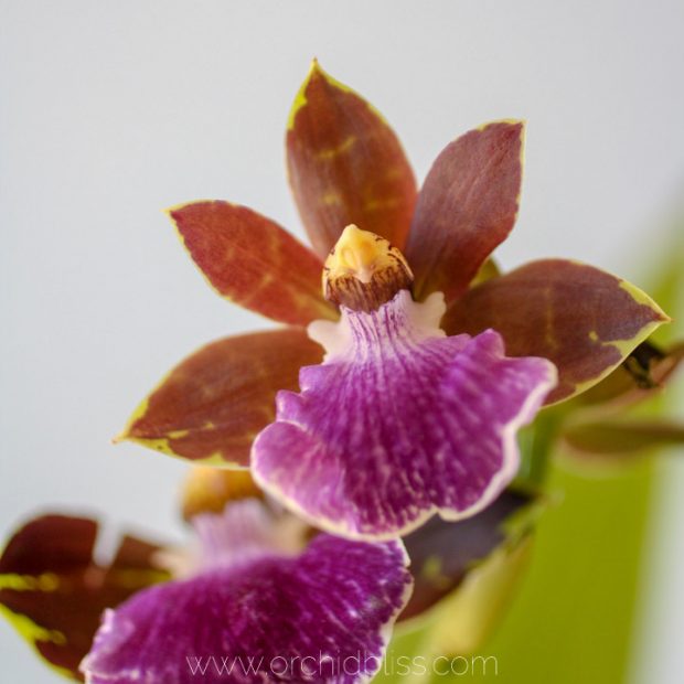 zygopetalum - purple orchid