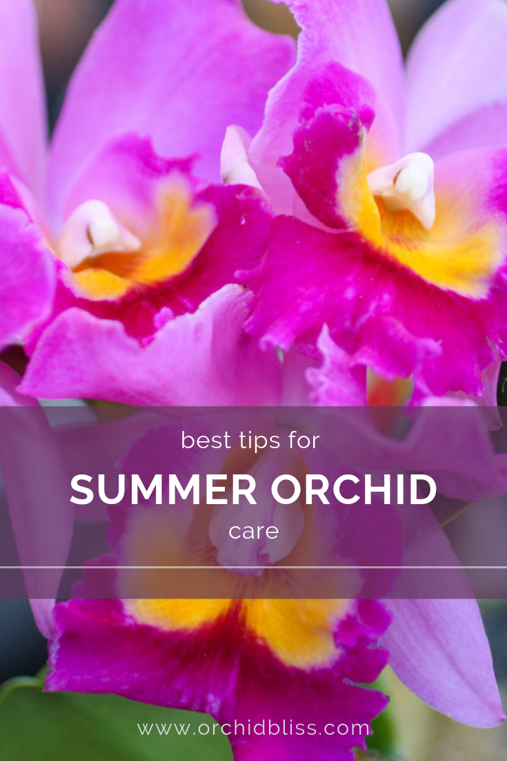 summer care for orchids
