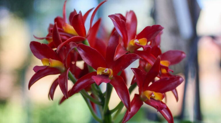 What to Do BEFORE buying an orchid