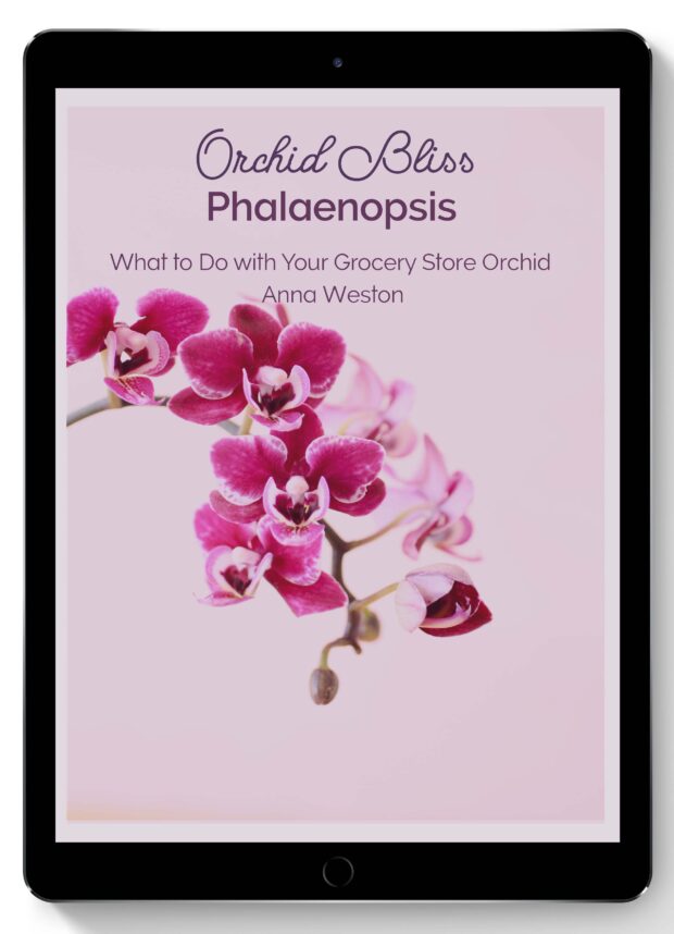 What to Do with Your Grocery Store Orchid Ebook