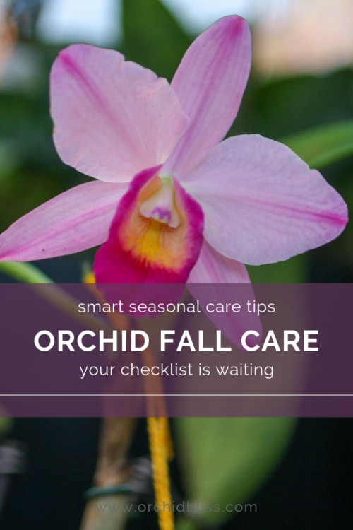 Fall Care for Orchids - Essential Fall Guide for Your Orchids - Orchid ...