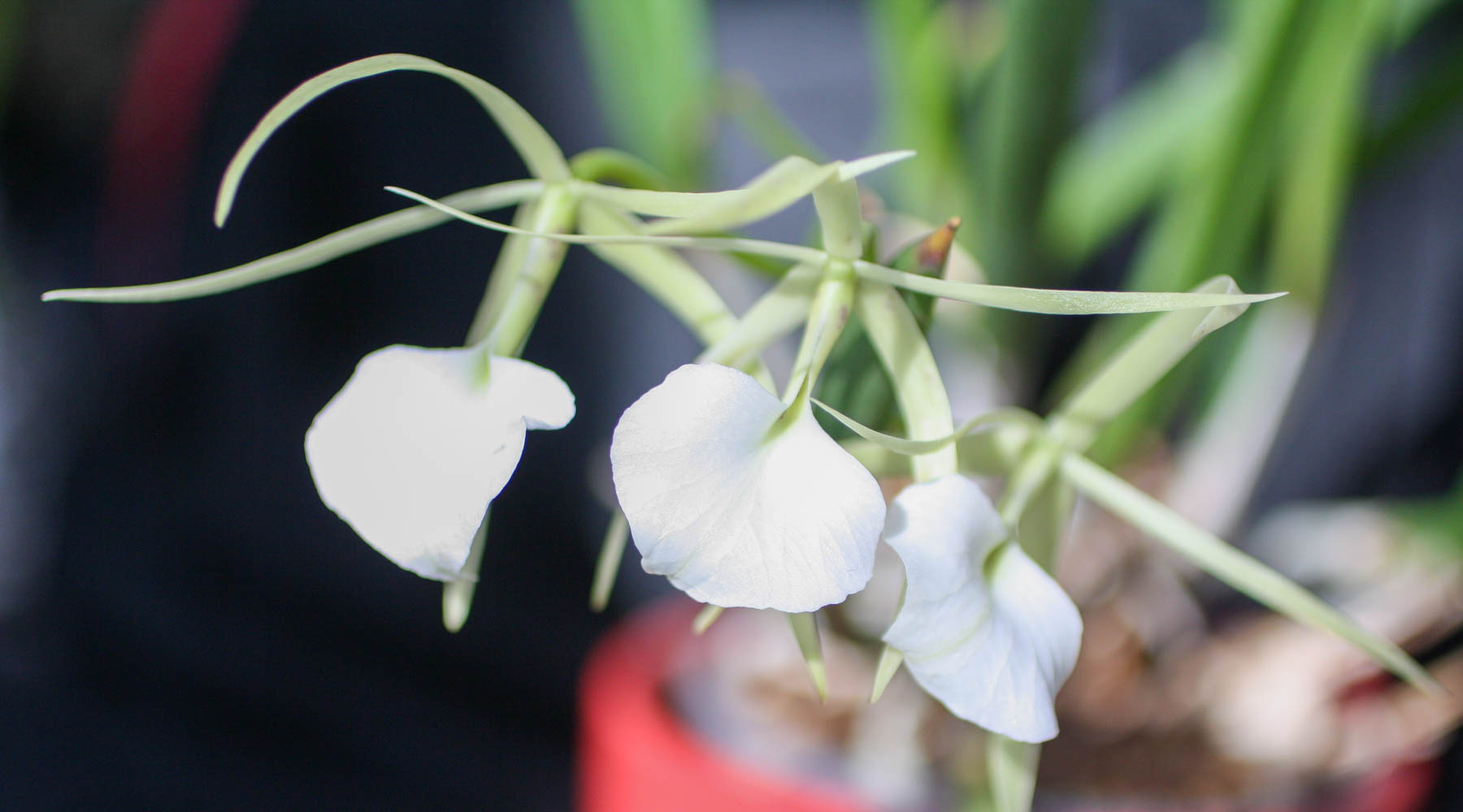 brassavolas make great beginner orchids