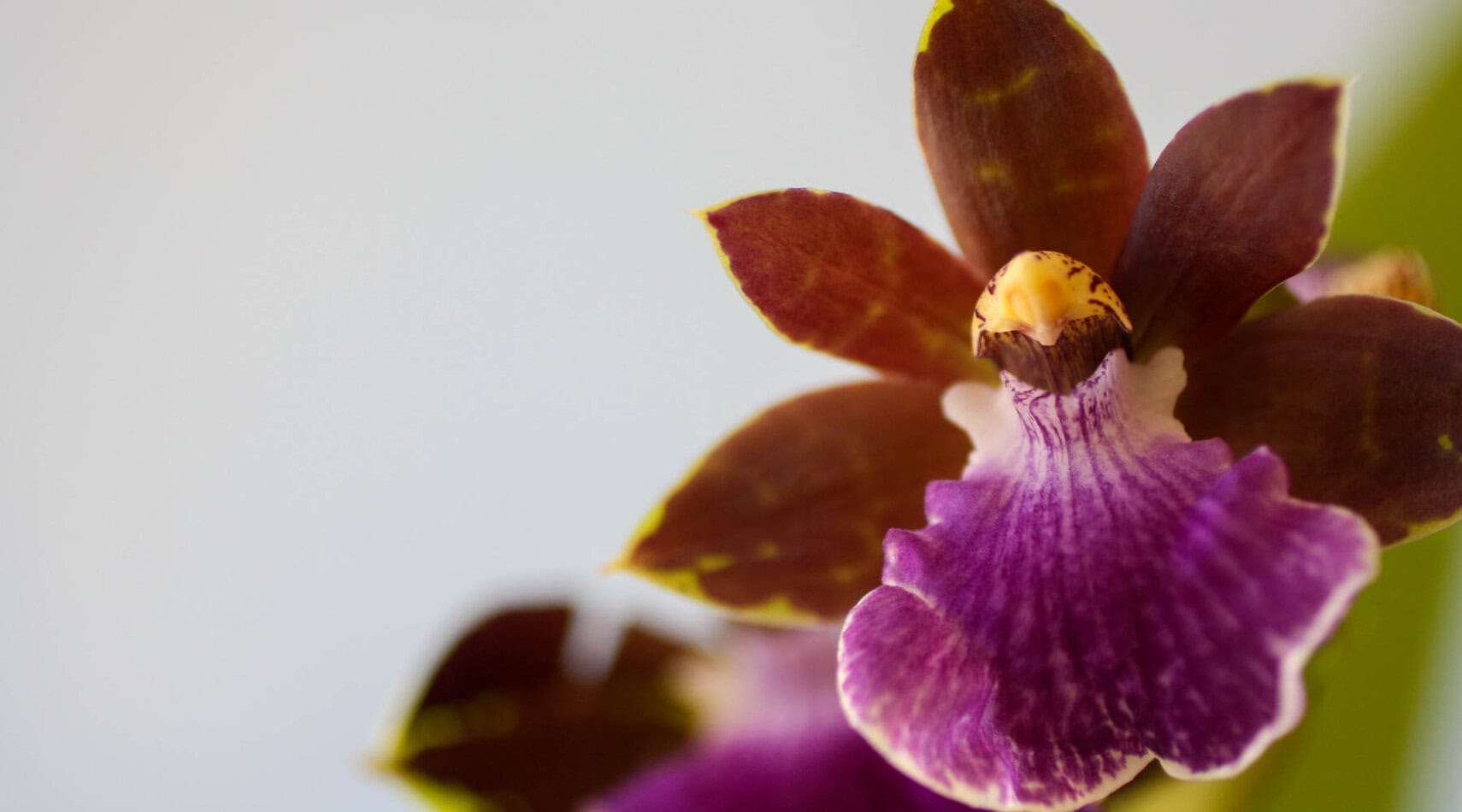 zygopetalum orchid care card