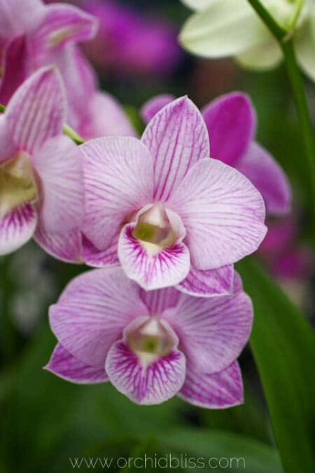 24 Beautiful Dendrobium Orchids That Are Easy To Grow At Home 4339