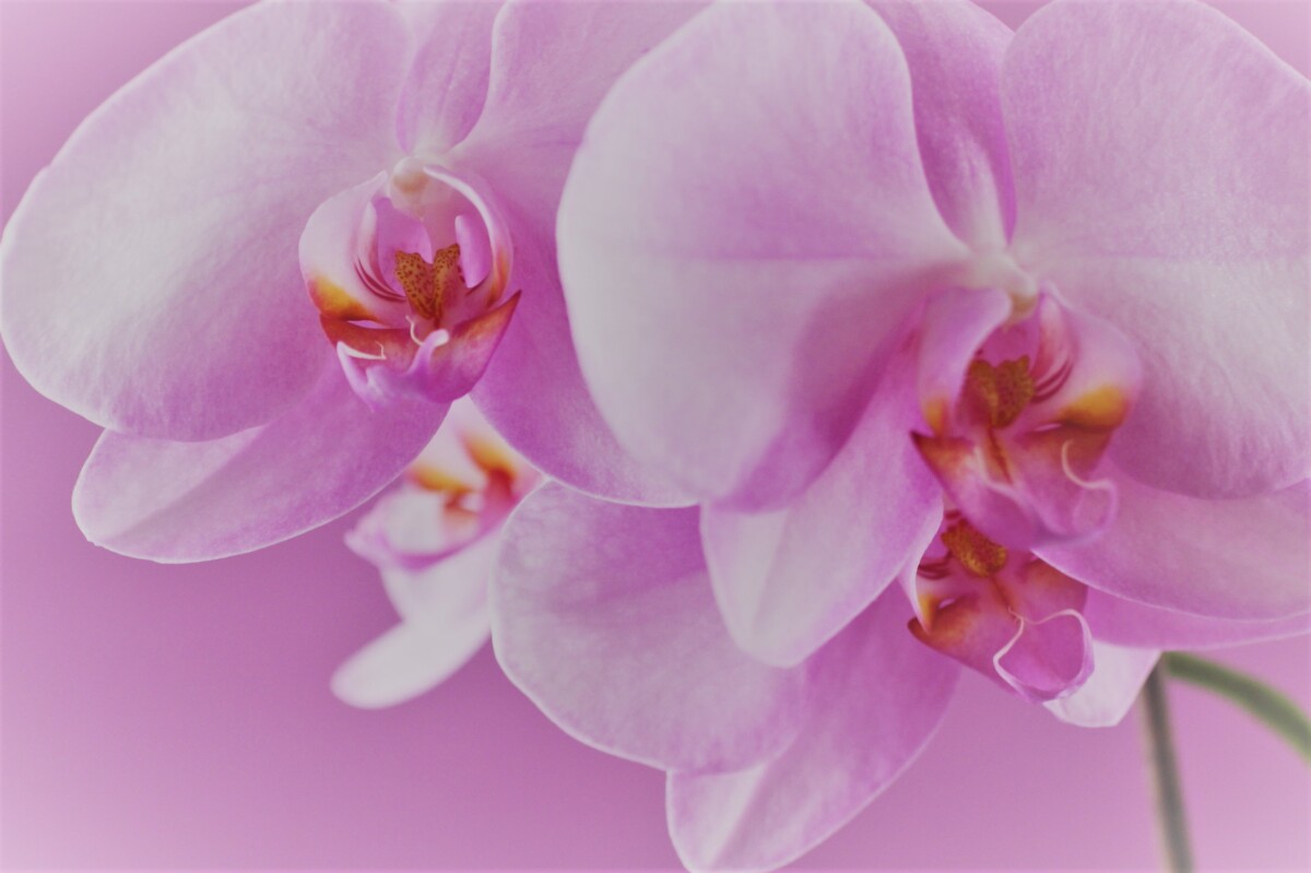 phal - flower spike