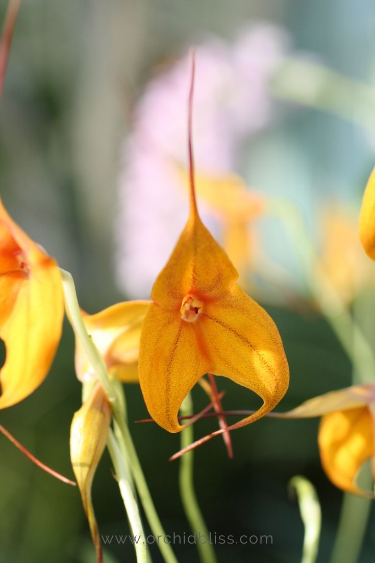 bathroom orchids