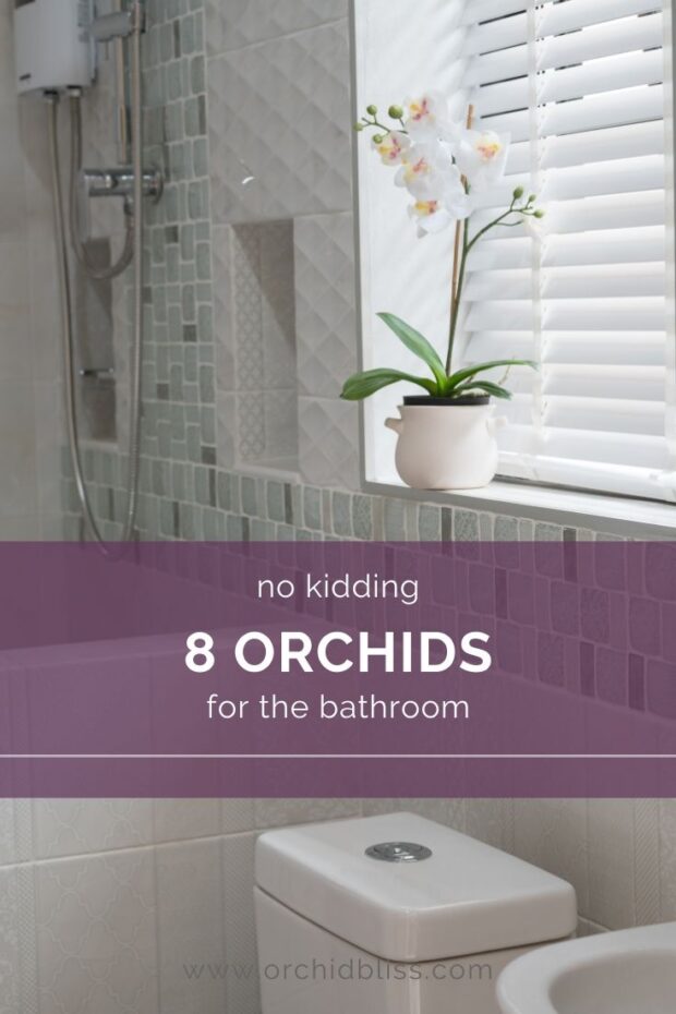 8 Best Orchids for Bathrooms - Orchid Bliss