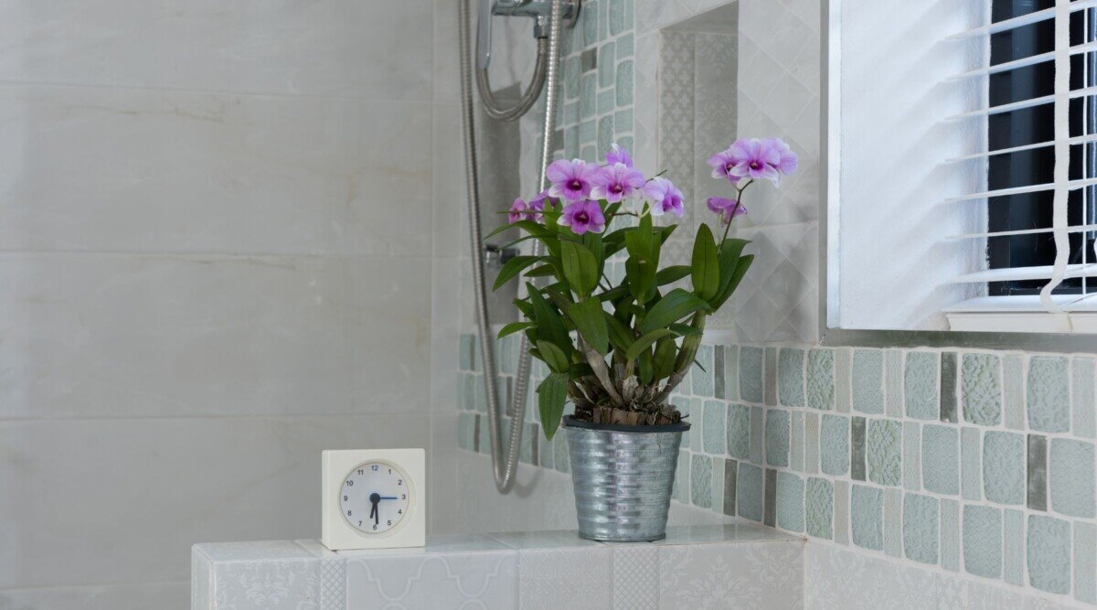 dendrobium in the bathroom